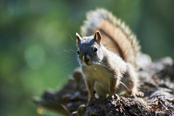 Wildlife Yellowstone<br>NIKON D4, 260 mm, 160 ISO,  1/400 sec,  f : 5.6 